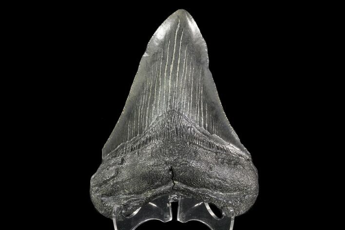Fossil Megalodon Tooth - South Carolina #70782